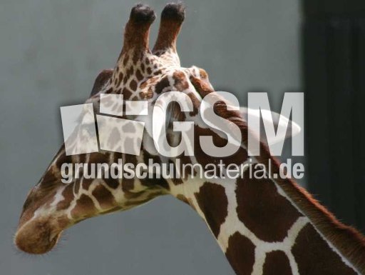 Netzgiraffe-2.jpg